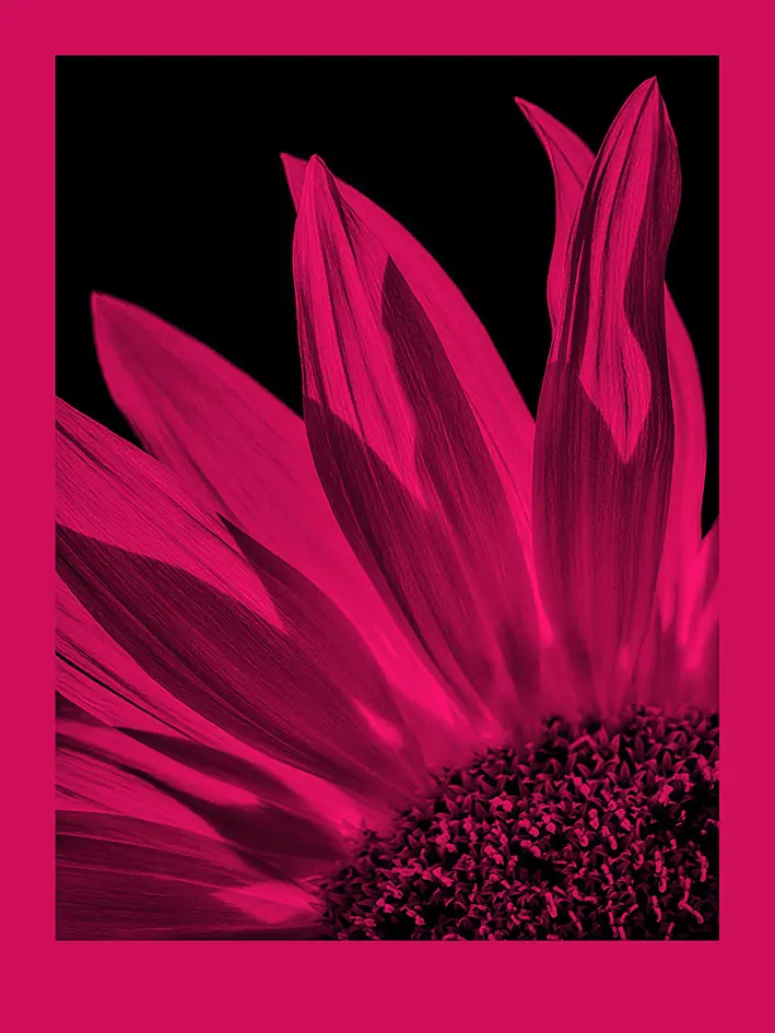 fomapastel_mg_view_14-6_magenta_photo_m.webp