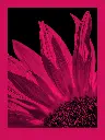 fomapastel_mg_view_14-6_magenta_photo_m.webp