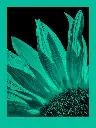 fomapastel_mg_view_14-5_cyan_photo_m.webp
