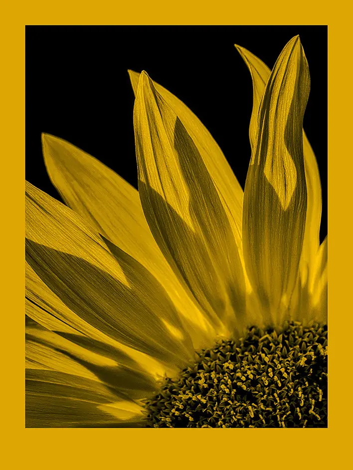 fomapastel_mg_view_14-1_yellow_photo_m.webp