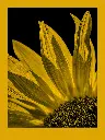 fomapastel_mg_view_14-1_yellow_photo_m.webp