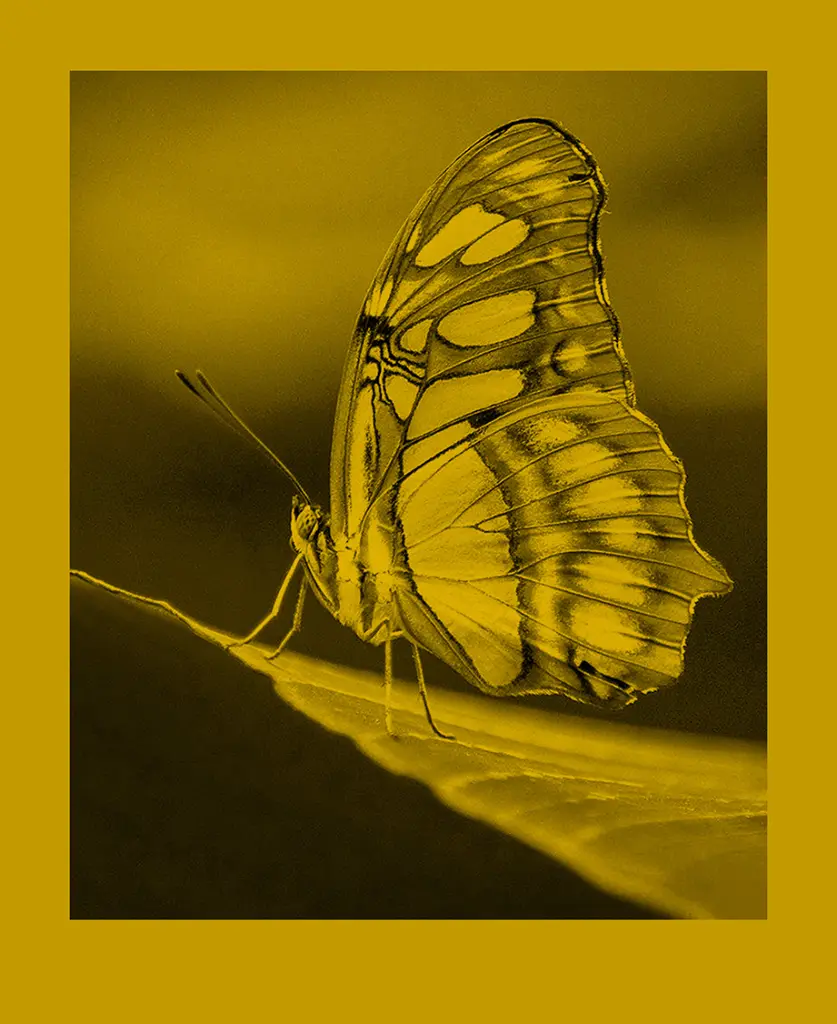 fomapastel_mg_view_13-1_yellow_photo_m.webp