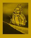 fomapastel_mg_view_13-1_yellow_photo_m.webp