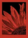 fomapastel_mg_view_14-4_red_photo_m.webp