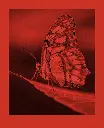 fomapastel_mg_view_13-4_red_photo_m.webp