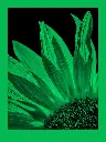 fomapastel_mg_view_14-2_green_photo_m.webp